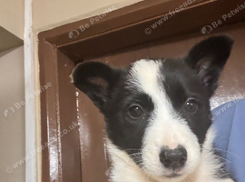Collie pups from working parents