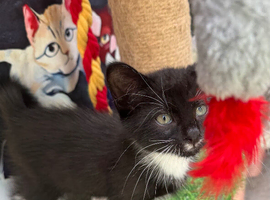 VERY LOVING BOY KITTEN READY NOW