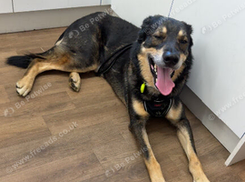 Male German shepherd