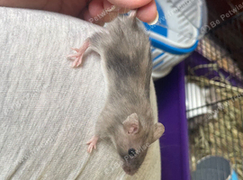 Baby Mice