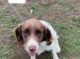 English springer spaniel for stud