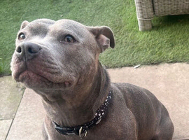 Beautiful female blue staffy puppy