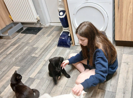 Pet sitting and dog walking