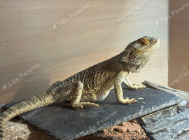 Very Friendly Male Dragon