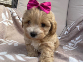 Beautiful maltipoo puppies