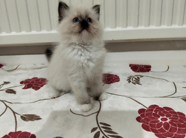 Purebred ragdoll kittens
