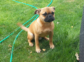 Male frug puppy 5 months
