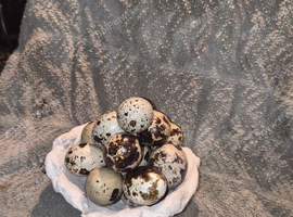 Hatching eggs available