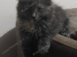 Premium quality Maine Coon Kittens ready to leave