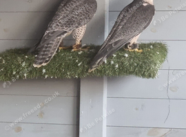 Pair of lanners