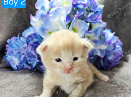 Kittens ready 17/10/26