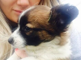 Chihuahua cross Jack Russell puppies