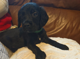 Bedlington whippet x cocker spaniel