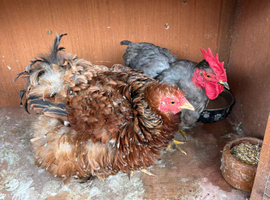 Pair of bantam chickens