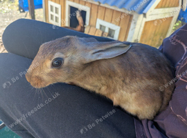 six baby Belgian hares ready to leave