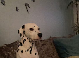 2 female dalmatians
