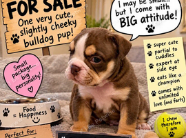 Top tier British bulldogs