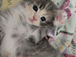 Kittens ready now