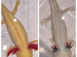 Axolotls &pound;10 each