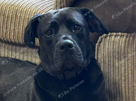 Cane corso x Rhodesian ridgeback