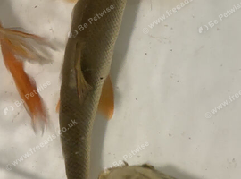 Barbel (bottom feeder)