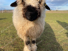 Triplet Valais Blacknose/ Texal