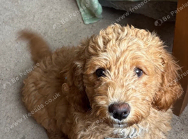 Beautiful golden cavapoochon puppy