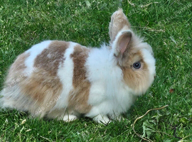 Rehoming lovely lionhead rabbit