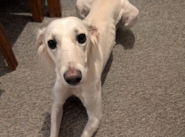 Female saluki cross breed
