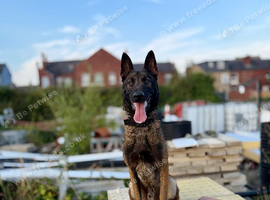 Trained security Belgiun Malinois