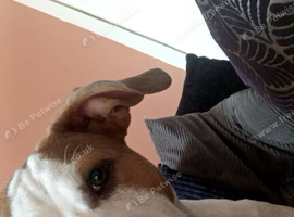 Staffy bitch