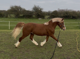 Parc Ricardo - Fully Registered Welsh Sec C