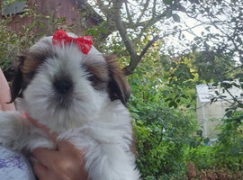 Our special little girl shih tzu