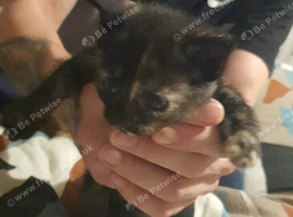 Kittens ready now