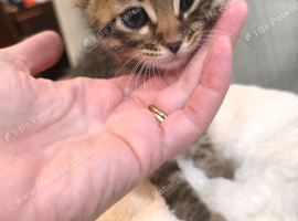 Beautiful bengal kittens