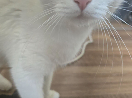 2 years old cat