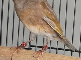 Silver goldfinch mule