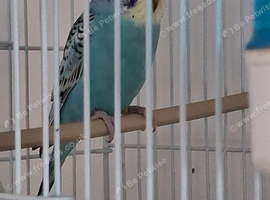 Budgie