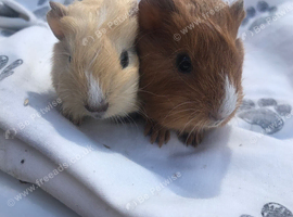 4 baby male guinea pigs