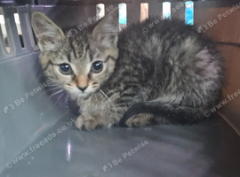 Female tabby kitten