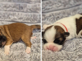 LHASA APSO kc  PUPPIES 2 Girls left