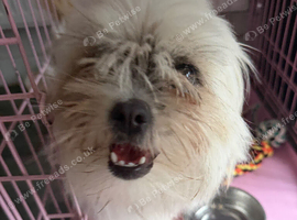 Pomeranian cross shihtzu