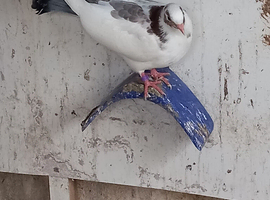 Fantail pigeons