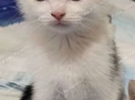 Kittens
