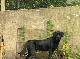 Black Labrador kc registered