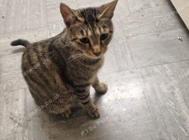 Lovely Cat Nuna Looking for a Loving Home