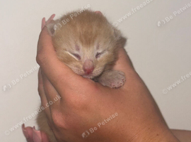 4 lovely kittens