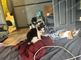 Kittens ready now