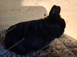 7 month old Netherland dwarf