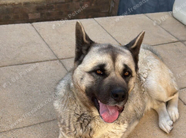 American Akita  Urgent Loving Home Needed &ndash; 3-Year-Old Female American Akita